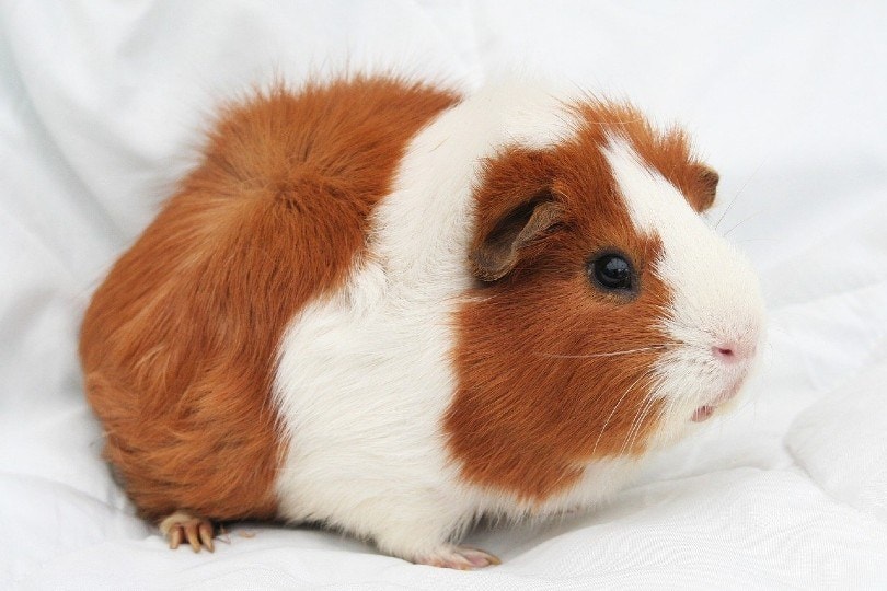 Can Guinea Pigs Eat Popcorn Vet Approved Nutritional Science Info PangoVet