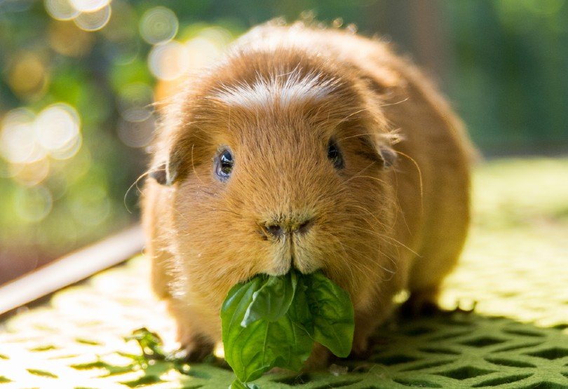 How Long Can a Guinea Pig Go Without Food &amp; Water? Health &amp; Diet 