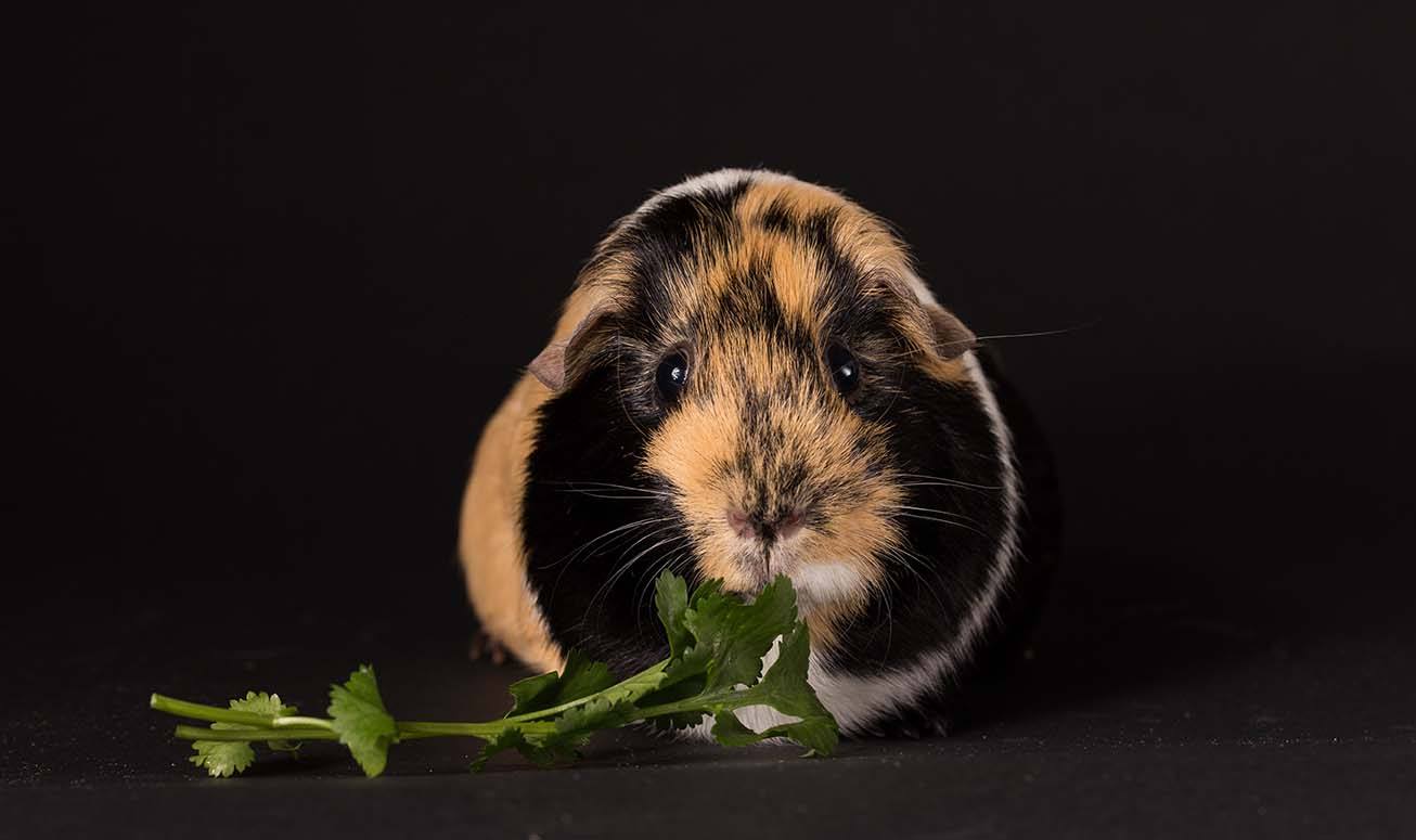 Can Guinea Pigs Eat Cilantro? Our Vet Answers PangoVet