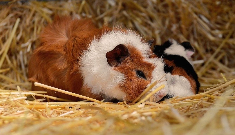 guinea pig eating hays