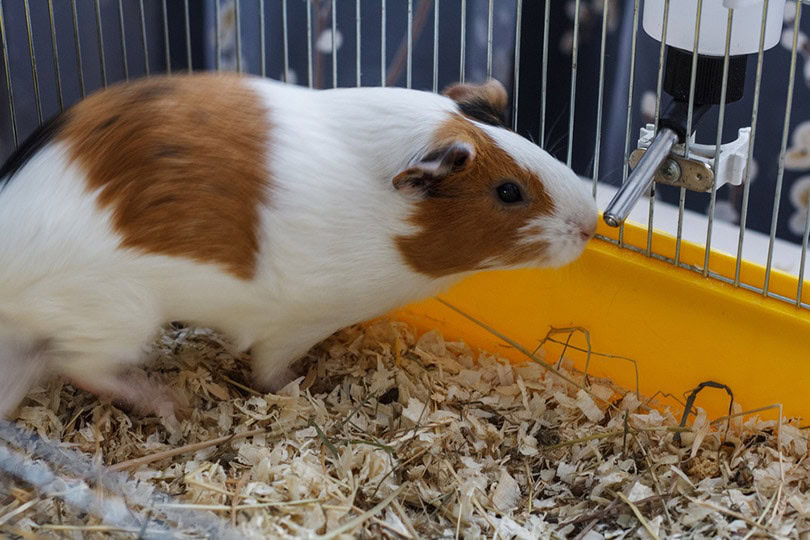 How to give a guinea pig water without a bottle hotsell