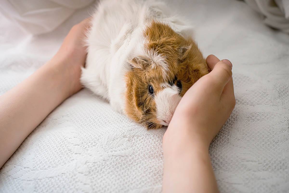 Why Do Guinea Pigs Squeak 9 Reasons For This Behavior Pangovet Why Do Guinea Pigs Squeak 9 Reasons For This Behavior Pangovet