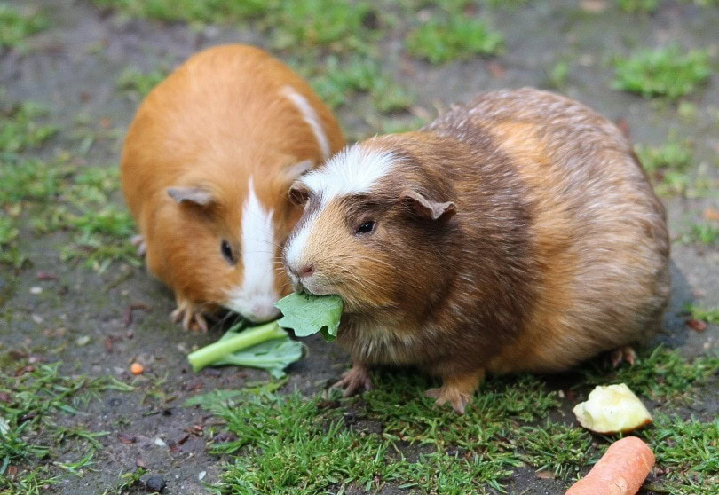 17 Best Vegetables for Guinea Pigs A Complete Feeding Guide PangoVet