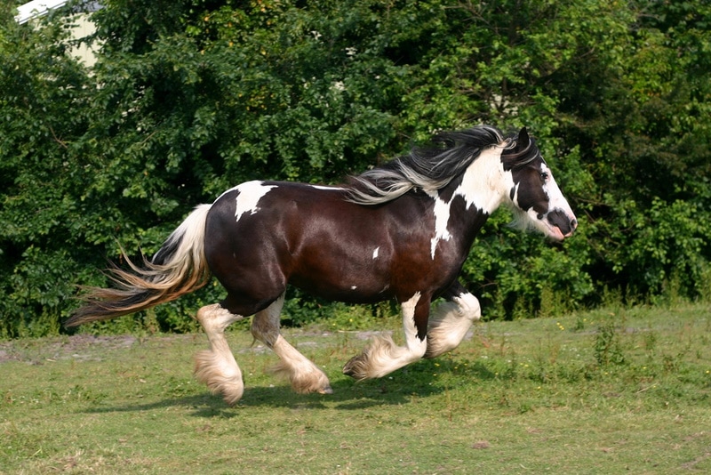 gypsy vanner horse runinng