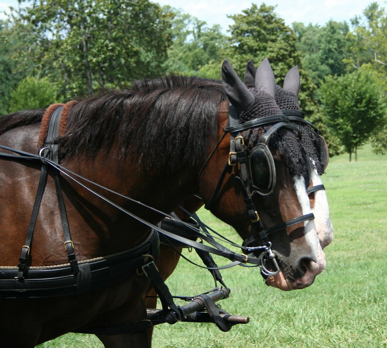 hackney horses