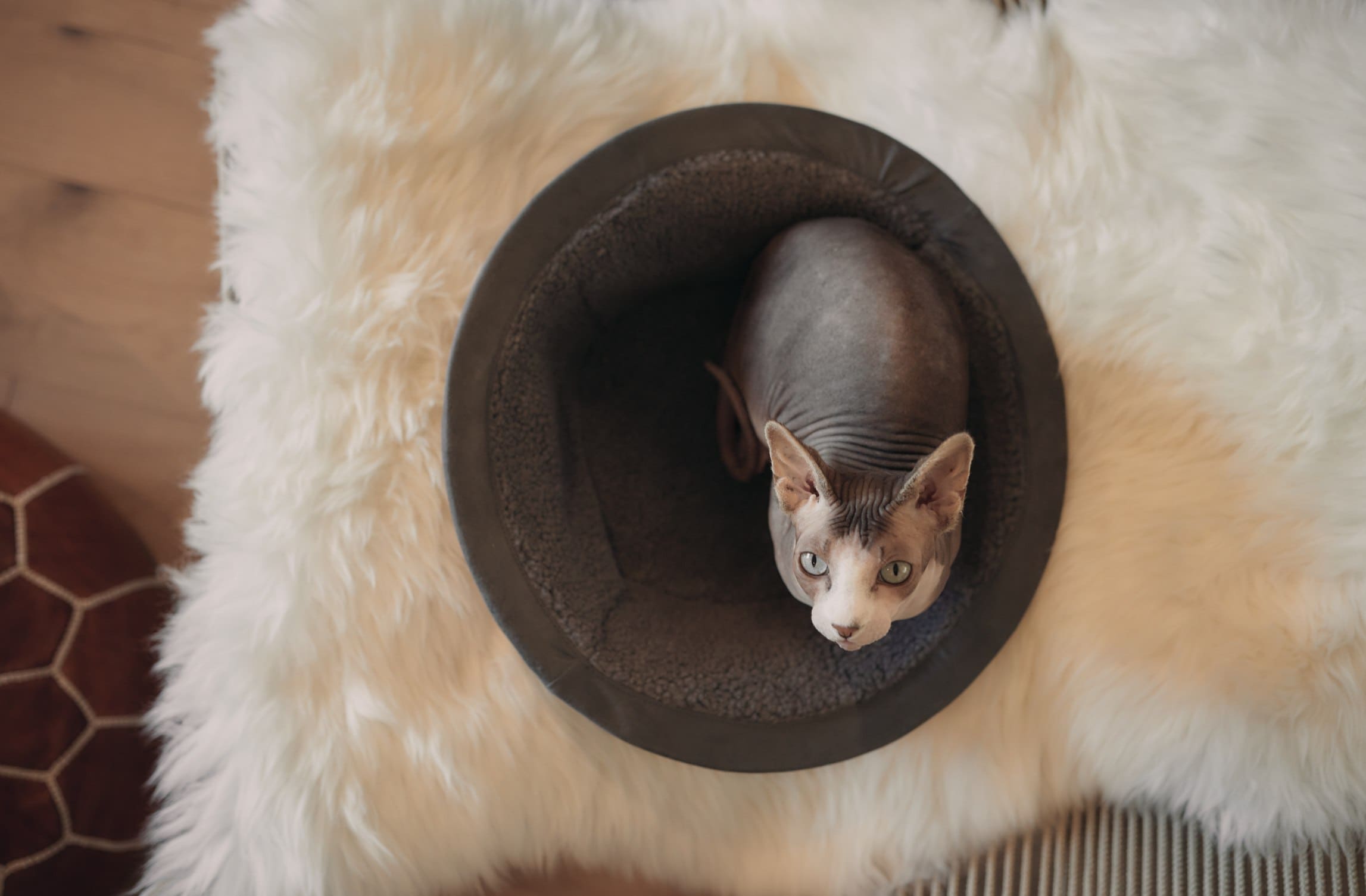 6 Best Cat Beds for Older Cats in 2024 Reviews & Top Picks PangoVet