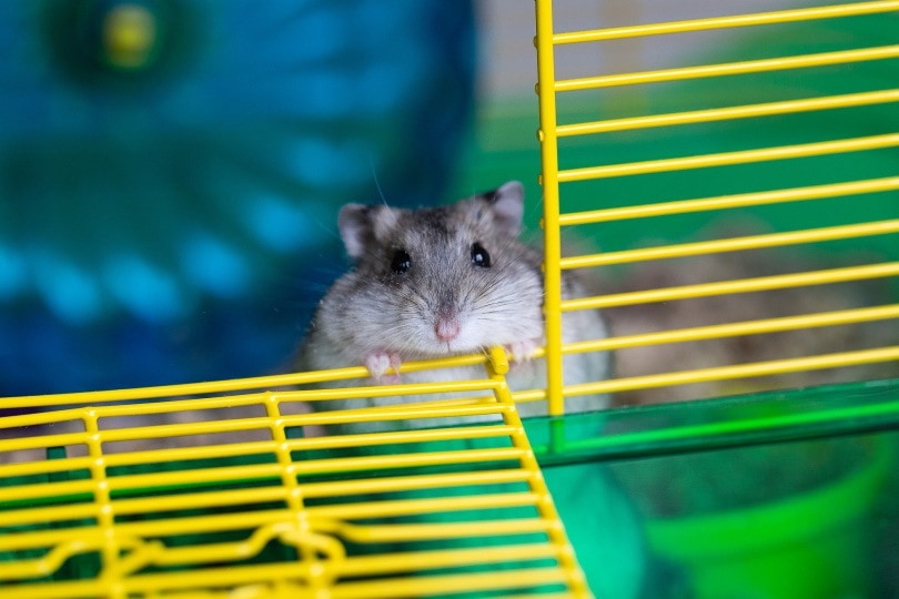 hamster 9_Cindy Parks_Pixabay