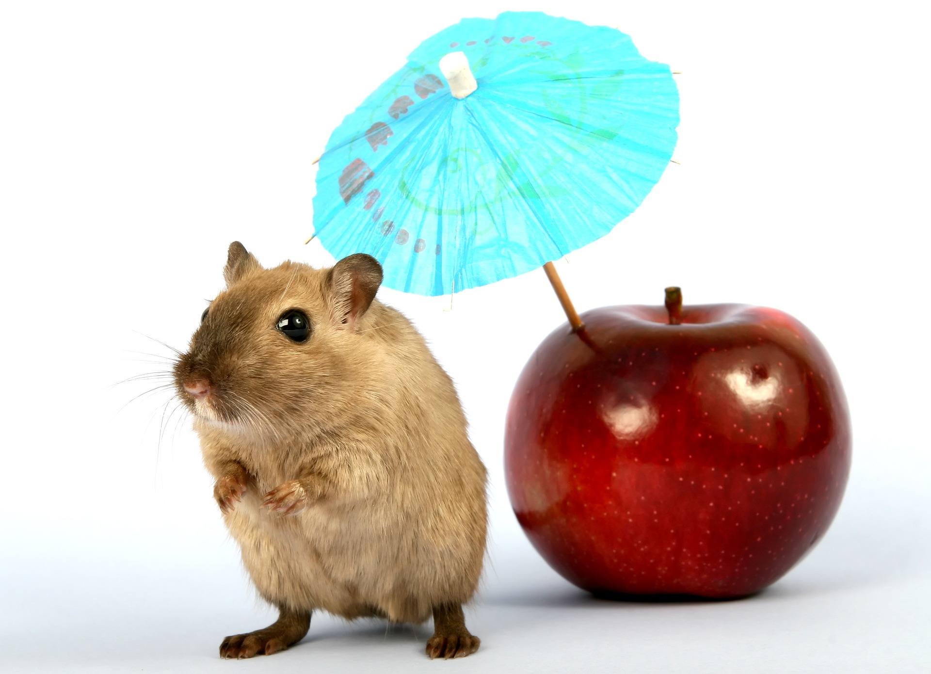 hamster umbrella apple