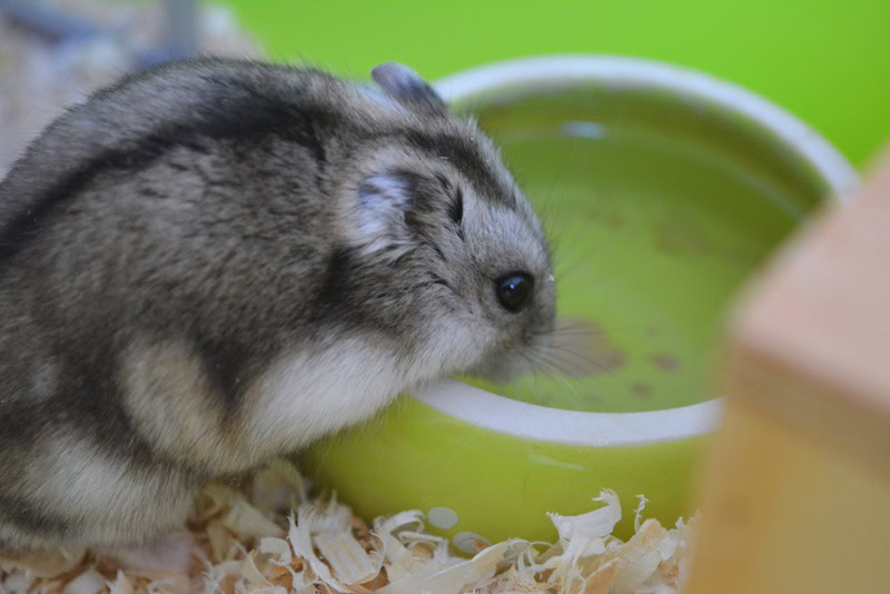 Can Hamsters Drink Out of a Bowl? VetApproved Facts & Safety Tips