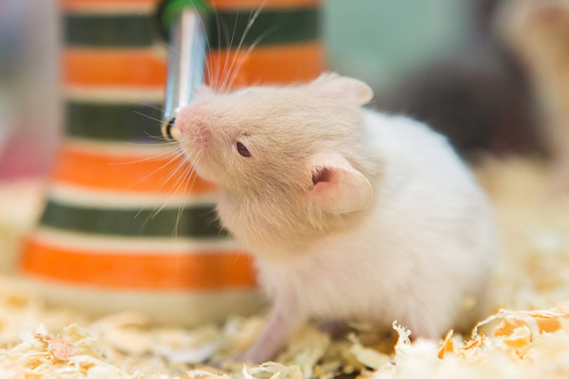 How Long Can a Hamster Go Without Food and Water? Our Vet Explains
