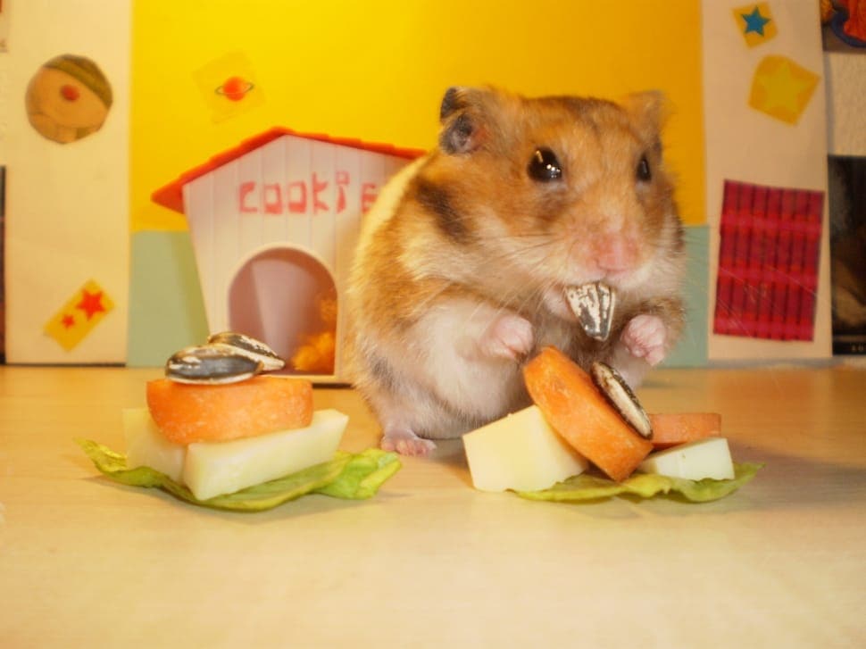 hamster eating fruits