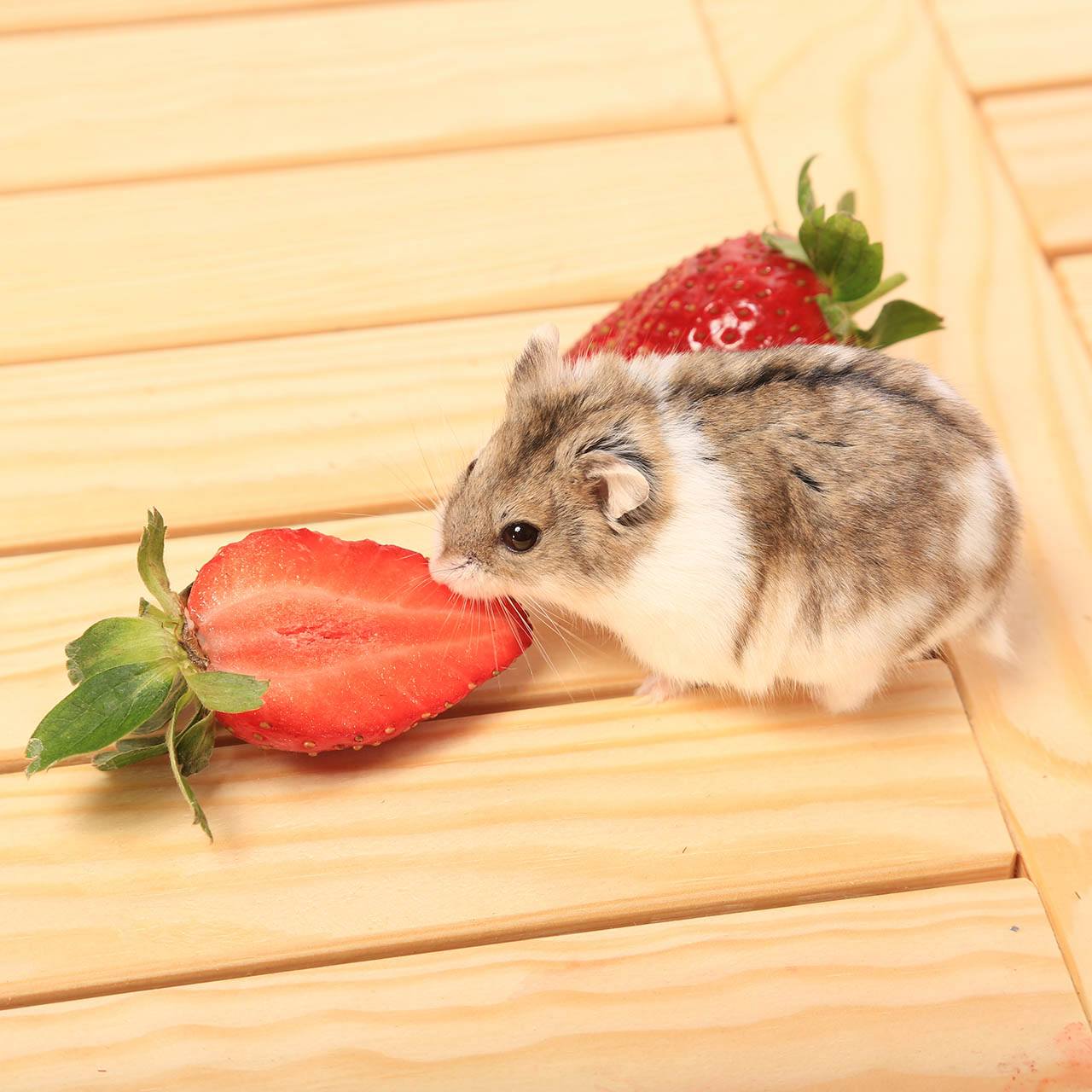 Can Hamsters Eat Strawberries? Nutrition Facts &amp; FAQ | PangoVet