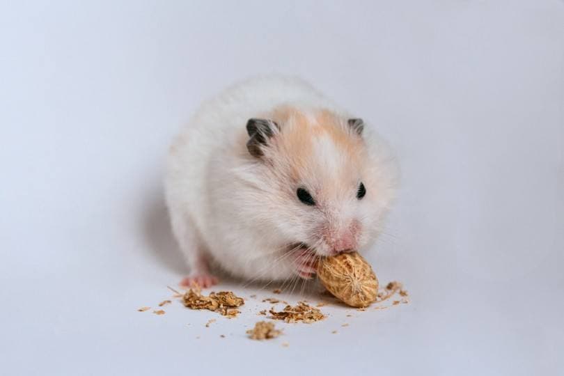 How to Hold a Hamster Correctly StepbyStep Guide (With Pictures