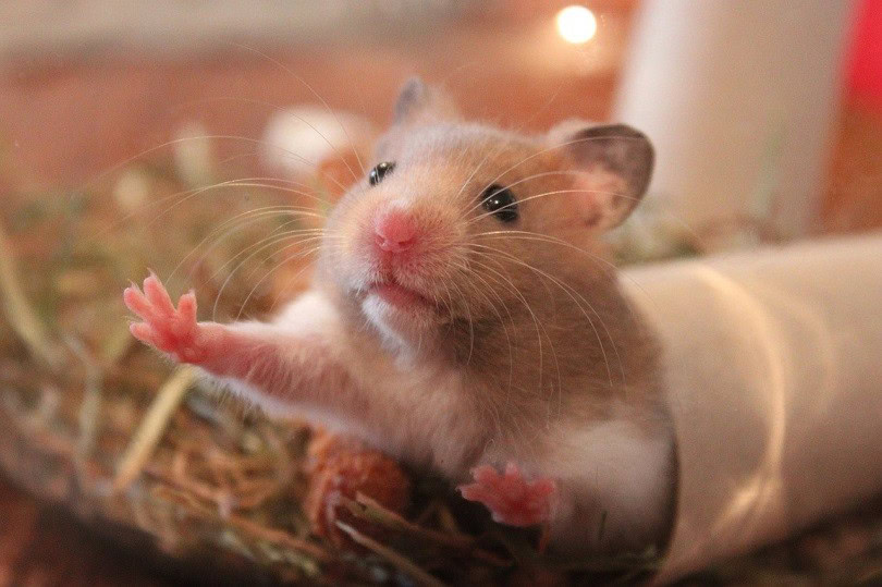 Hamster cost pets at home best sale