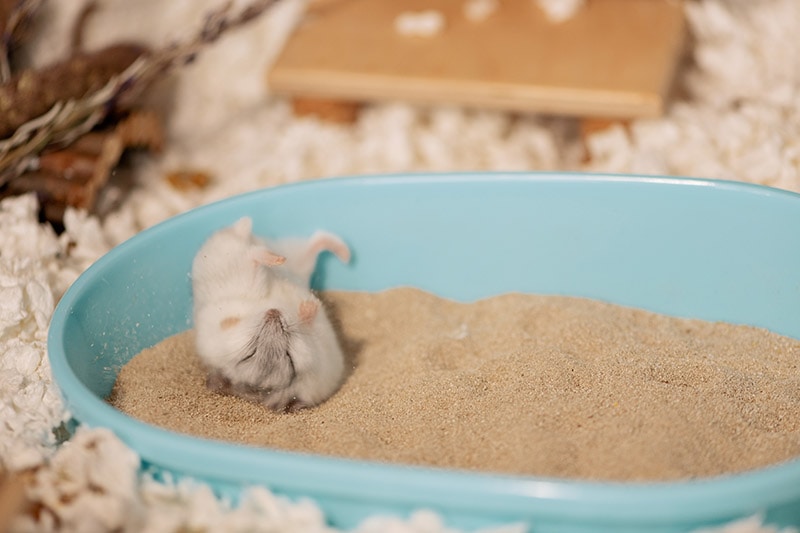 hamster rolling on the sand