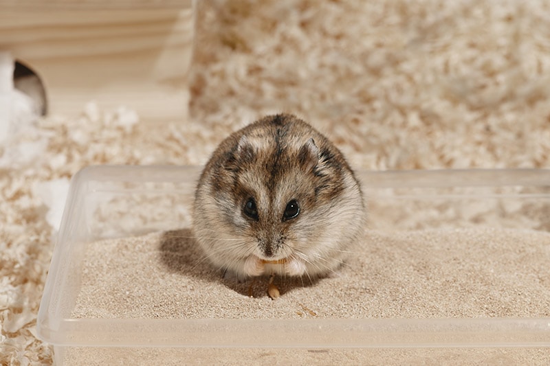 hamster sitting on the sand