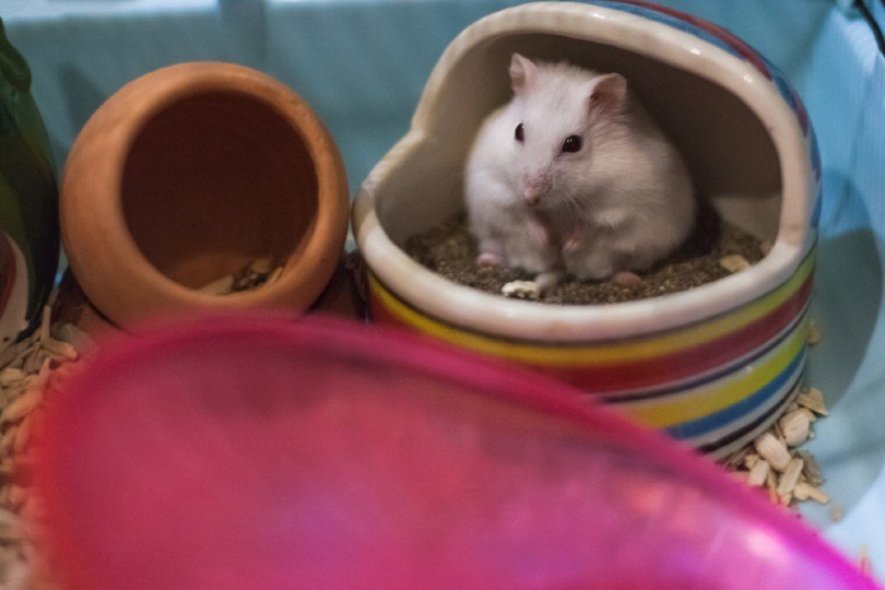 hamster using a hamster potty