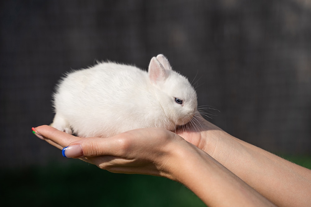 hand holding a polish rabbit