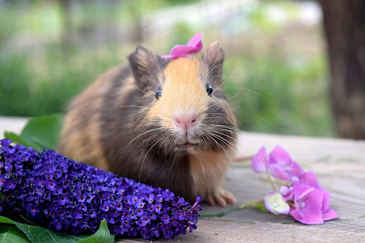 Why Do Guinea Pigs Purr? 5 Likely Reasons | PangoVet