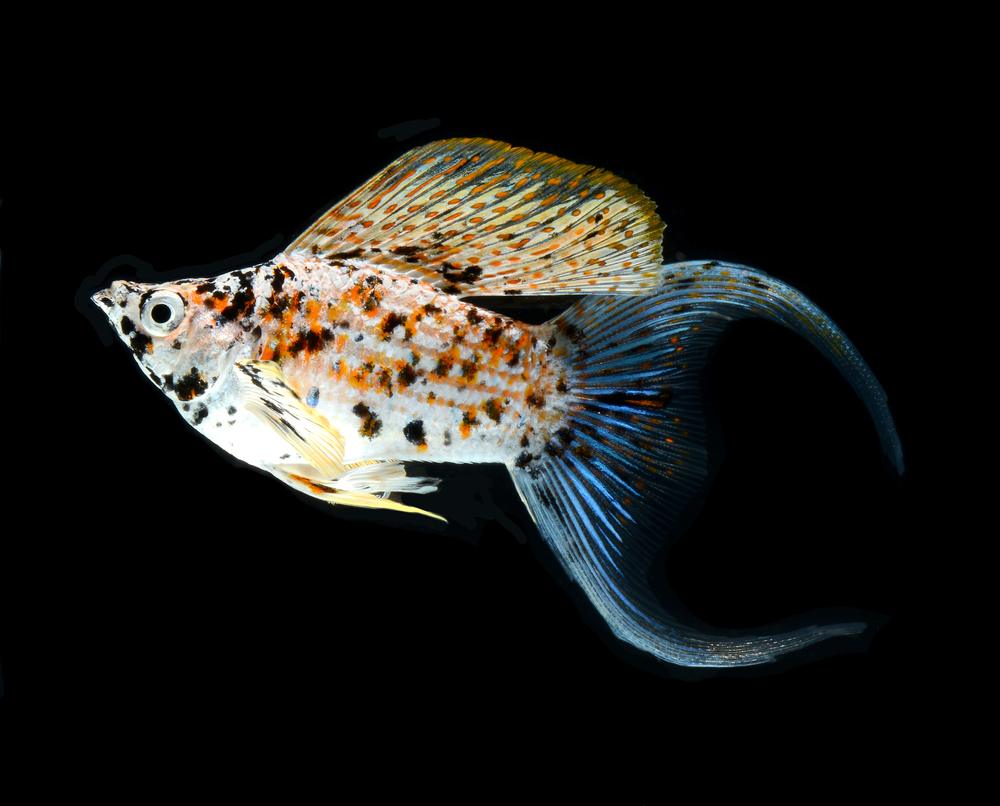 14 Popular Types of Molly Fish Colors, Species & Tails (With Pictures
