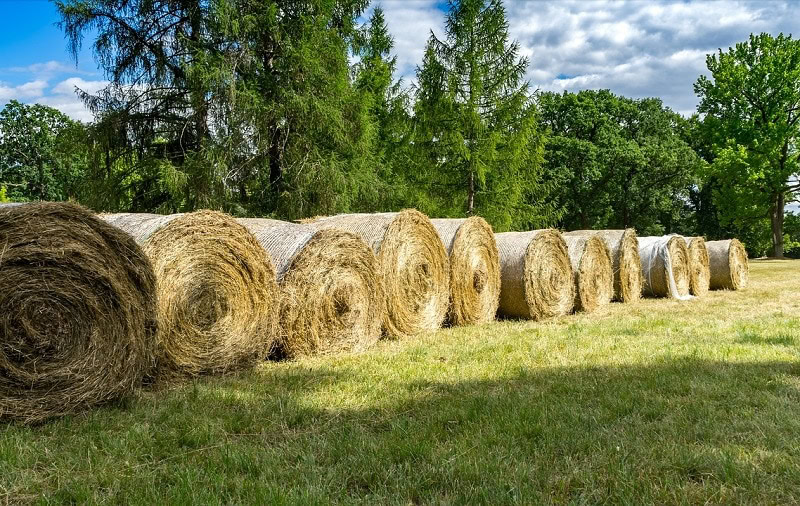 How Much Does a Bale of Hay Cost for Horses? (2024 Price Guide) PangoVet