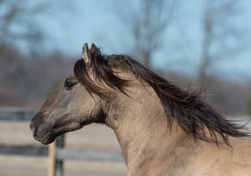 headshot portrait of moving kiger mustang horse