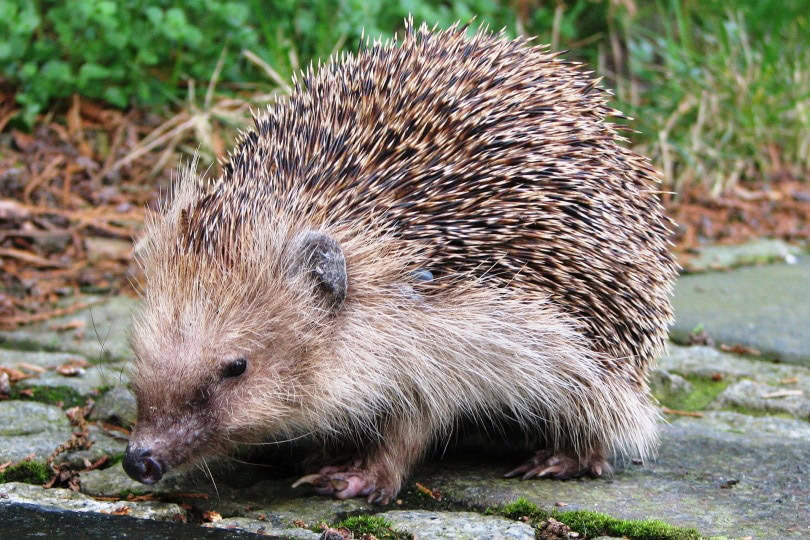 hedgehog walking