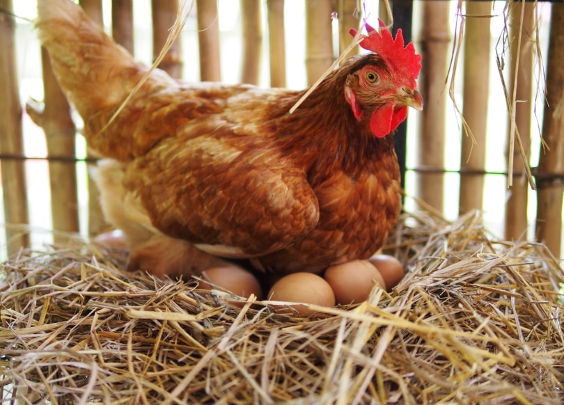 hen laying eggs