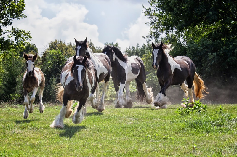herd of gypsy vanner horses