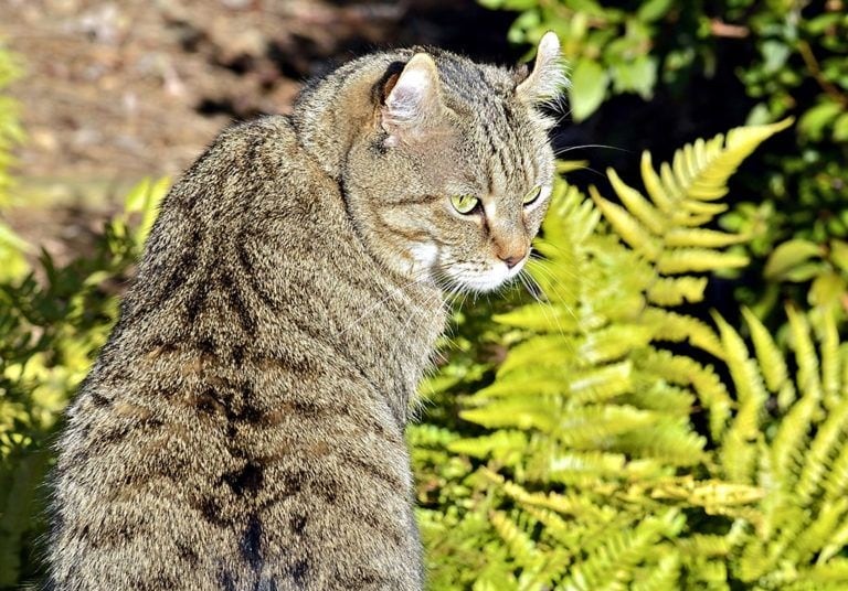 highlander-cat-in-the-garden_Shutterstock_SUSANLEGGETT