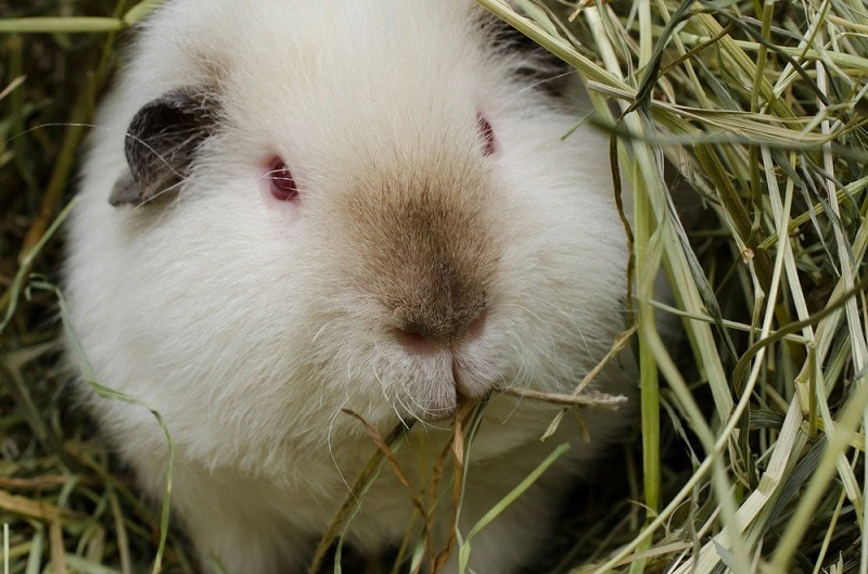 Guinea pigs eat their babies best sale