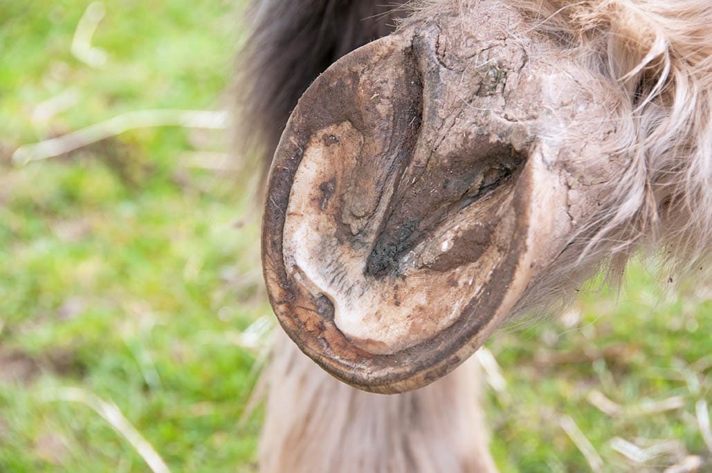 Hoof Abscess in Horses Tips for Treatment and Prevention PangoVet