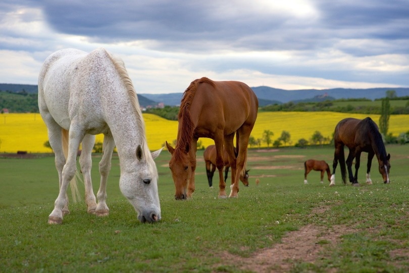 horse dom_Martina Janochová_Pixabay