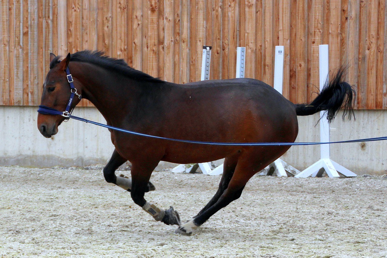 horse lunge training