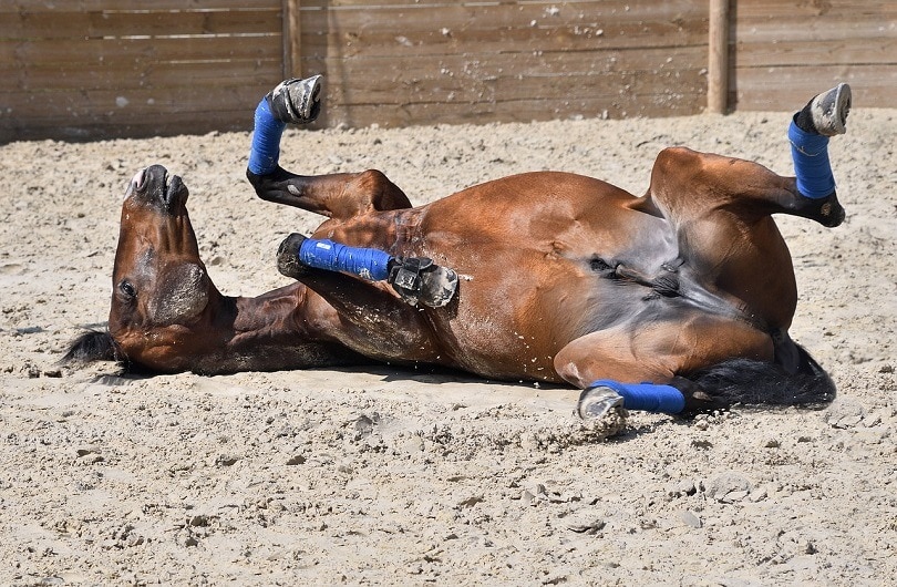 horse-roll-pixabay2
