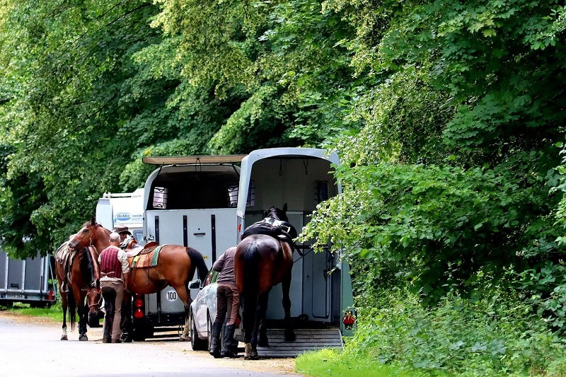 horses getting in the trailer