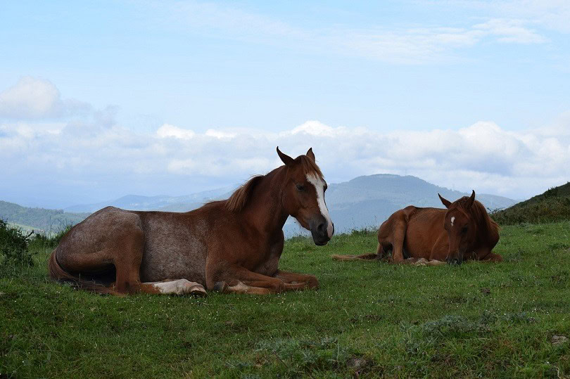 Why Do Horses Lie Down? 3 Reasons for This Behavior PangoVet
