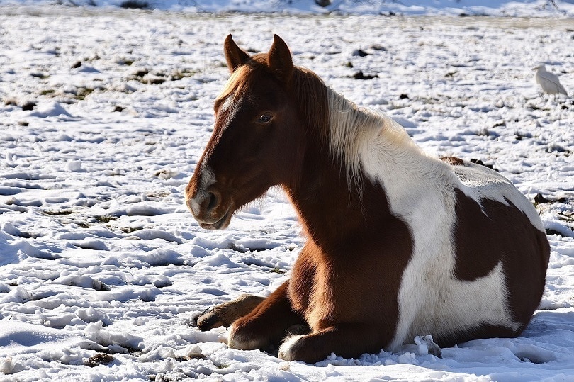 horses-lying-down-pixabay4