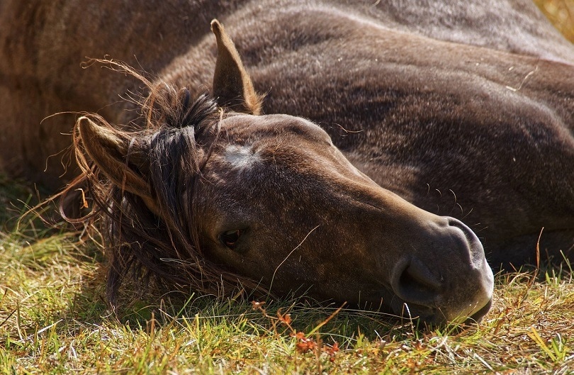 horses-lying-down-pixabay4