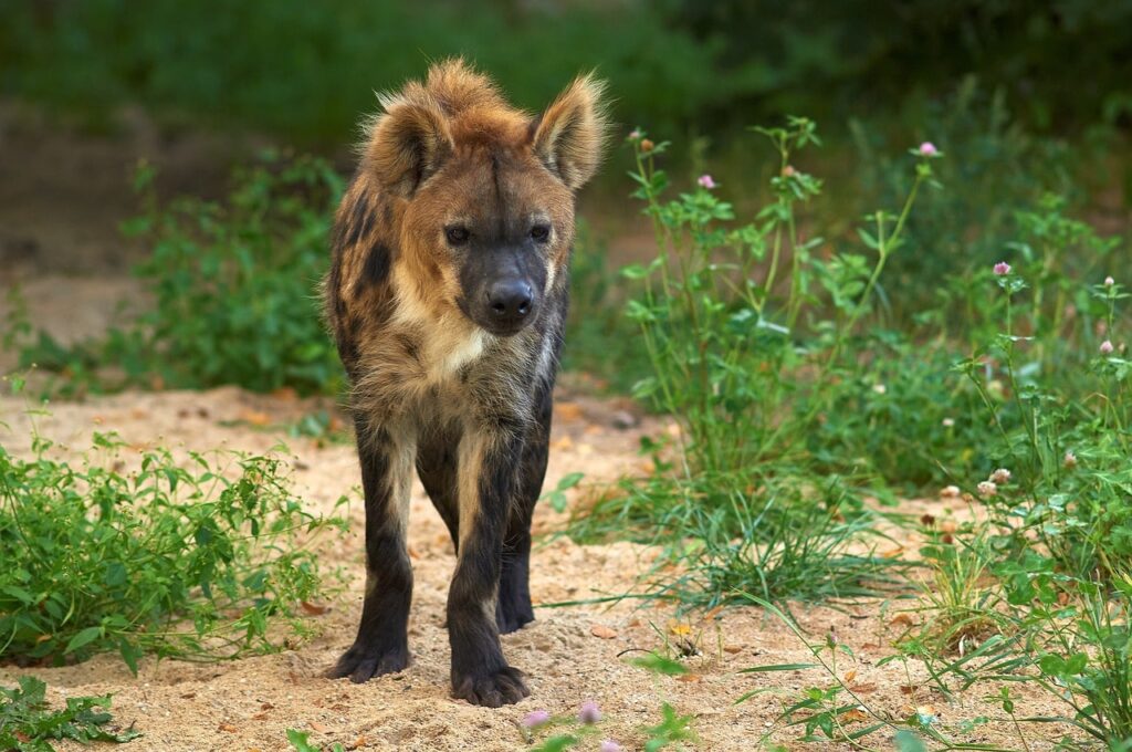 Do Hyenas Make Good Pets? Vet-Verified Facts & Risks | PangoVet