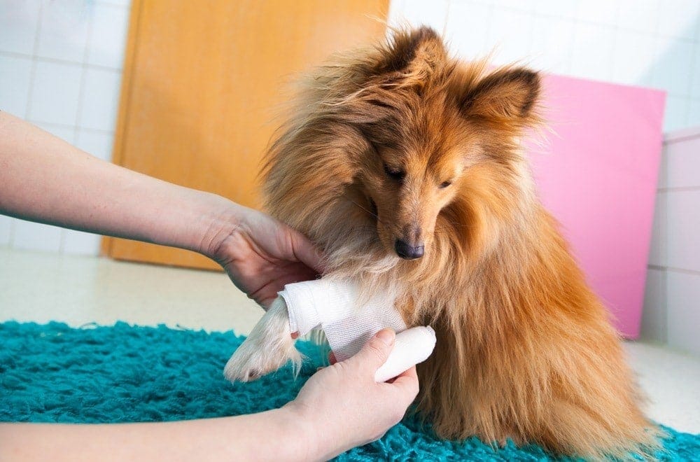 Can You Put Neosporin on a Dog? VetReviewed Facts & FAQ PangoVet