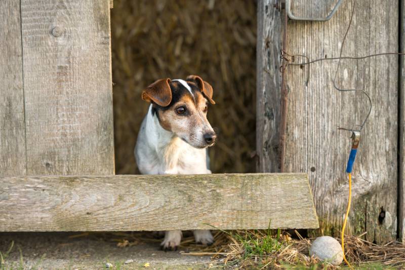 jack russell terrier dog looking out of a barn
