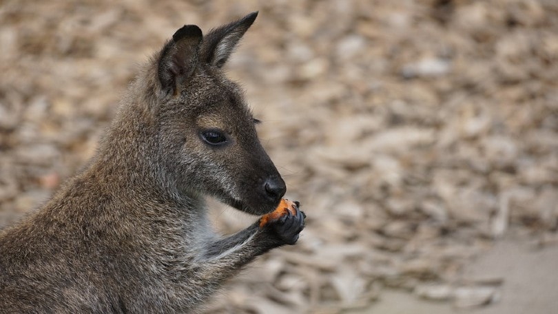 kangaroo eating