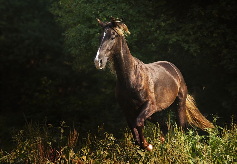 kentucky mountain saddle horse running in the forest