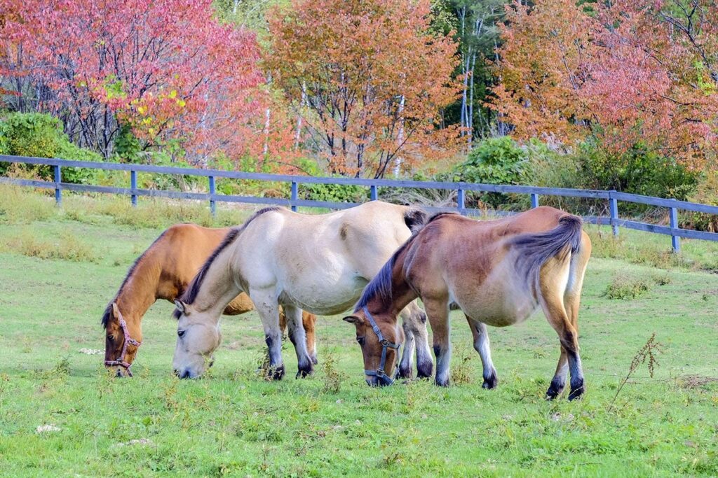 9 Japanese Horse Breeds (With Info & Pictures) | PangoVet