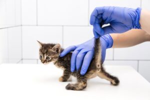 kitten checked by vet