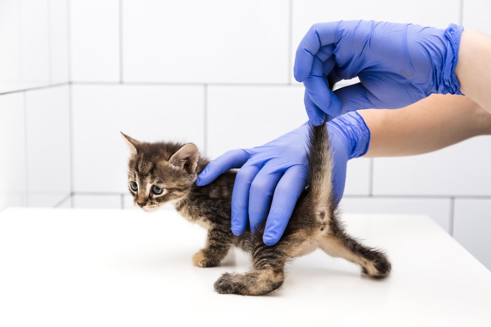 Do Cats Have a Clitoris? Vet-Reviewed Facts About Cat Genitals (With Infographics)