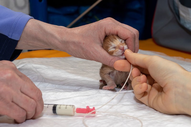 Cleft Lip and Palate in Kittens (Vet Answer): Signs, Treatment & Causes