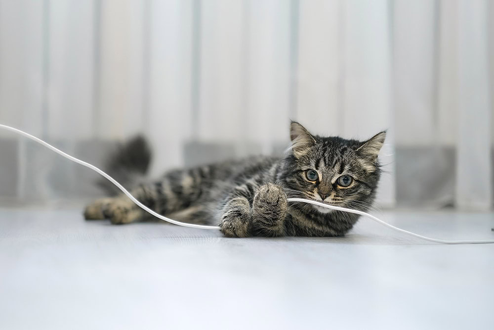kitten playing with wire on the floor