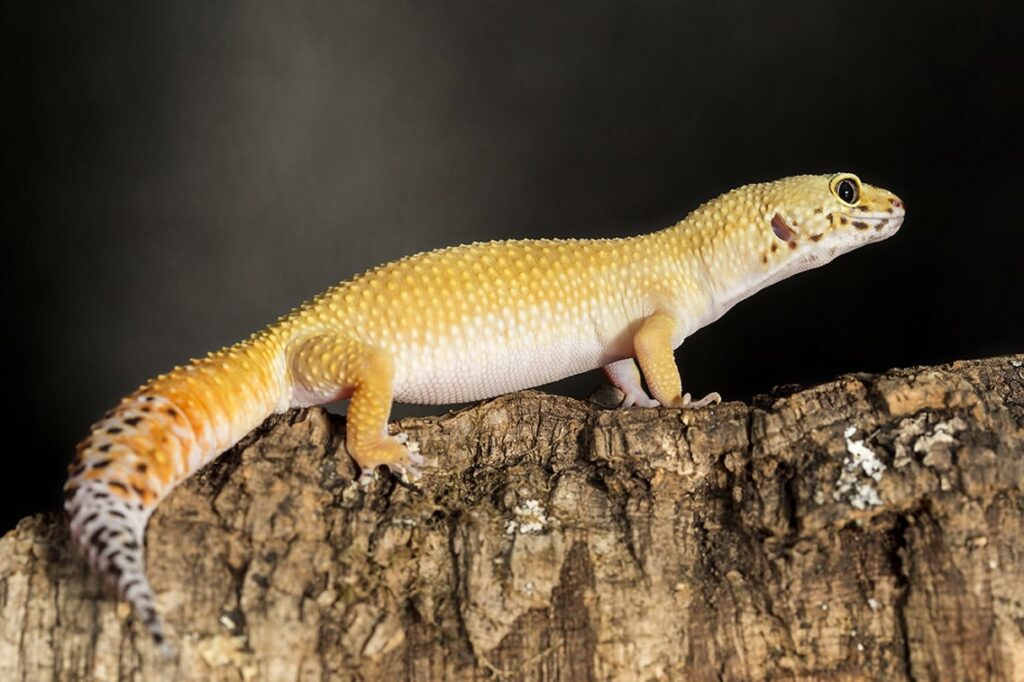 7 Rarest Leopard Gecko Morphs (With Info & Pictures) | PangoVet